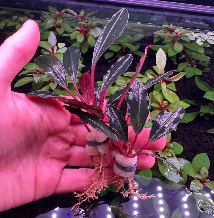 Bucephalandra Pink Lady plant with red-edged green leaves in hand