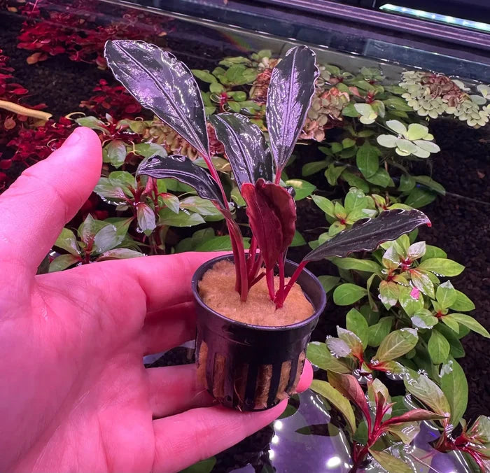 Bucephalandra Pink Lady red purple aquatic plant in black pot