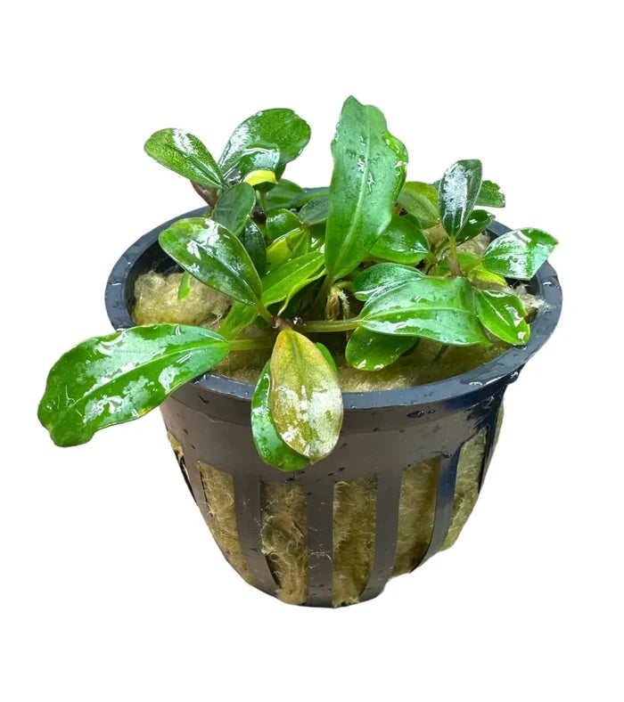 Black plastic hydroponic pot with Bucephalandra Red Chili plant