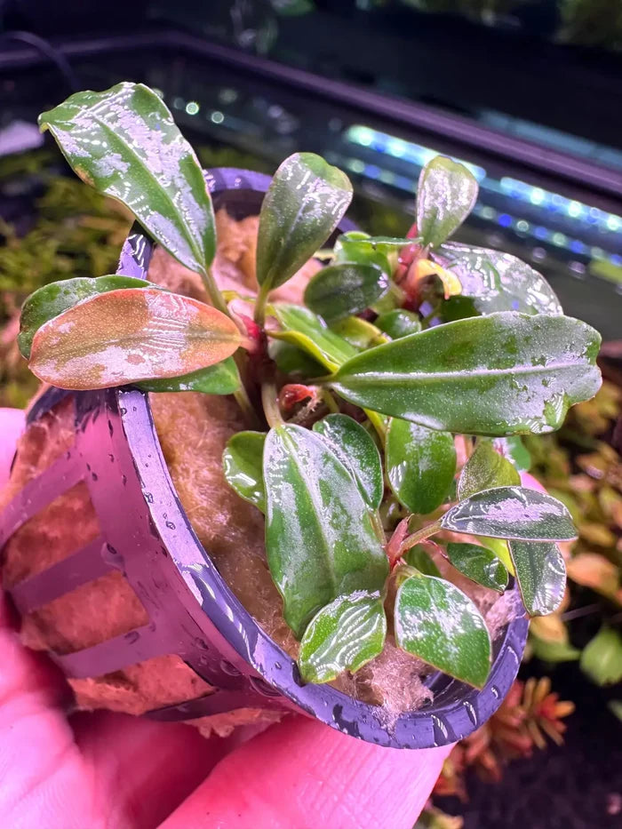 Bucephalandra Red Chili — live aquarium plant with purple-green leaves