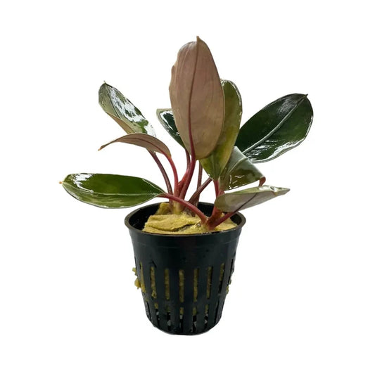 Bucephalandra Round Leaf Entikong with variegated green and copper leaves