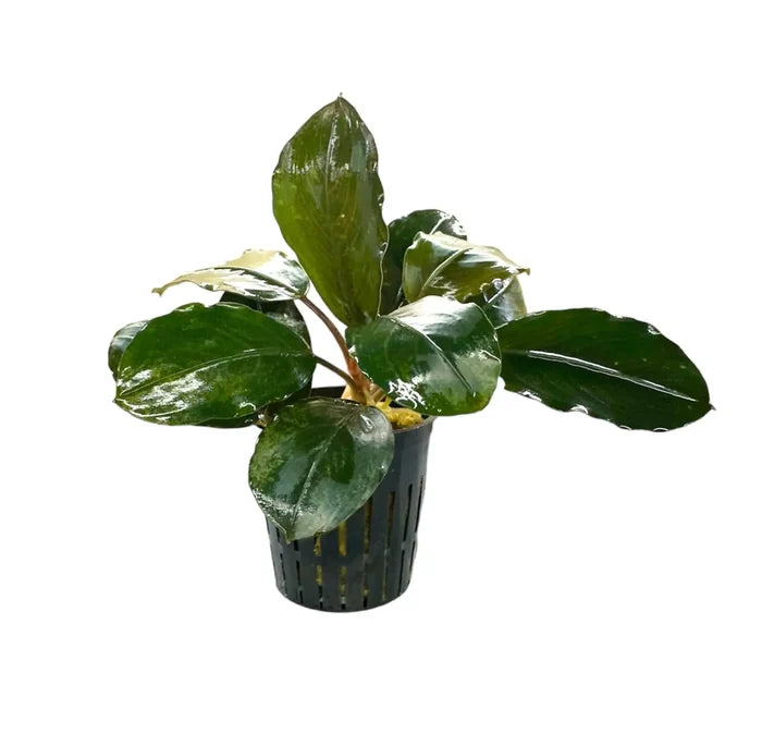 Bucephalandra Round Silver in green pot with drainage holes