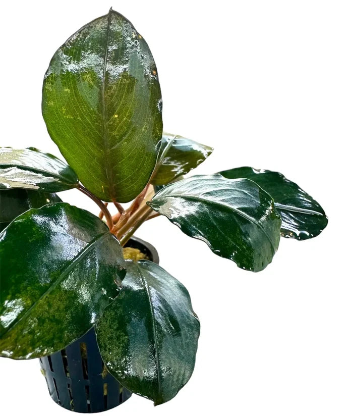 Green Bucephalandra Round Silver plant in black pot with glossy leaves