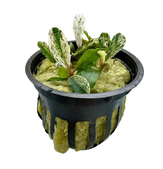 Bucephalandra Variegated potted aquatic plant with green white leaves in moss lined pot