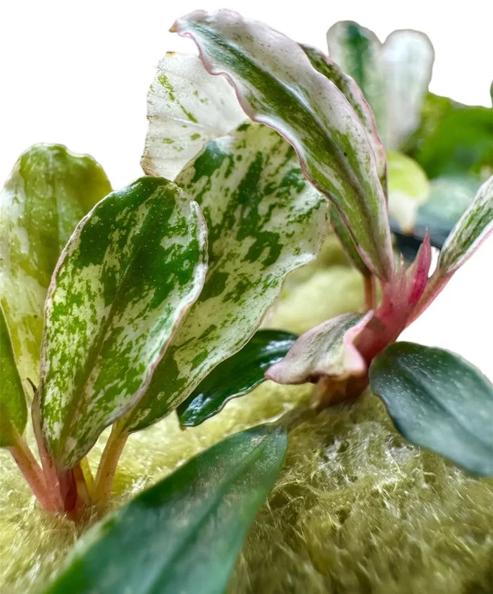 Bucephalandra Variegated plant with green white leaves pink stems mossy base