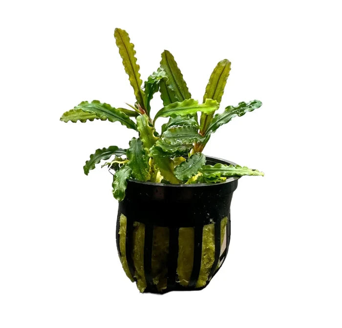 Bucephalandra Velvet: lush green wavy serrated aquatic plant in black slitted pot