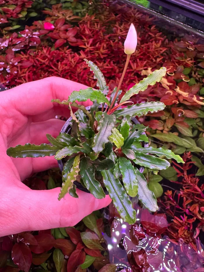 Bucephalandra Velvet pink plant with serrated green leaves and unopened bud in hand