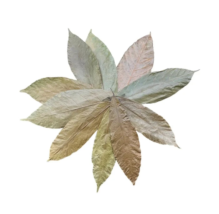 Cocoa Leaves — dried leaves in muted greens and browns with veining