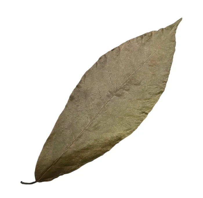 Dried brown cocoa leaf with textured surface and visible veins, 10 pcs pack