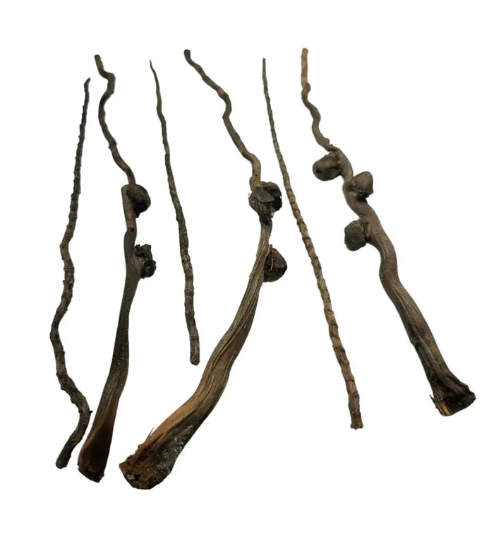 Dried gnarled coconut palm stem with dark brown weathered branches