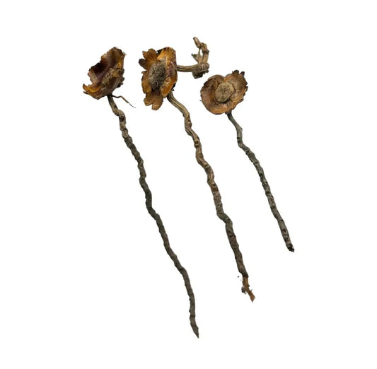 Three dried brownish-orange Coconut Petal Stem flower sticks with twisted stems