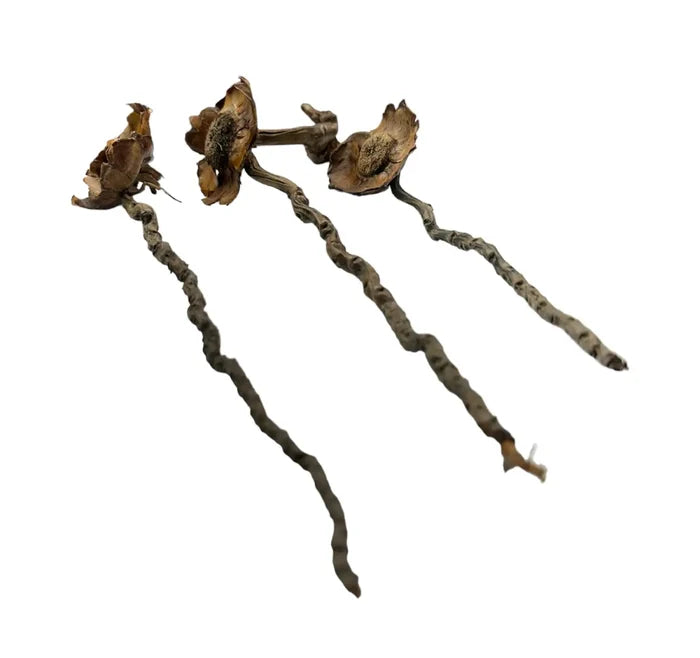 Coconut Petal Stem — dried brown petals on twisted stems