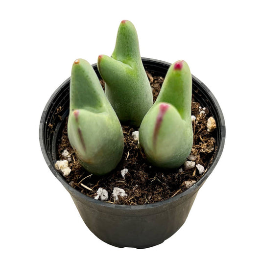 Conophytum bilobum