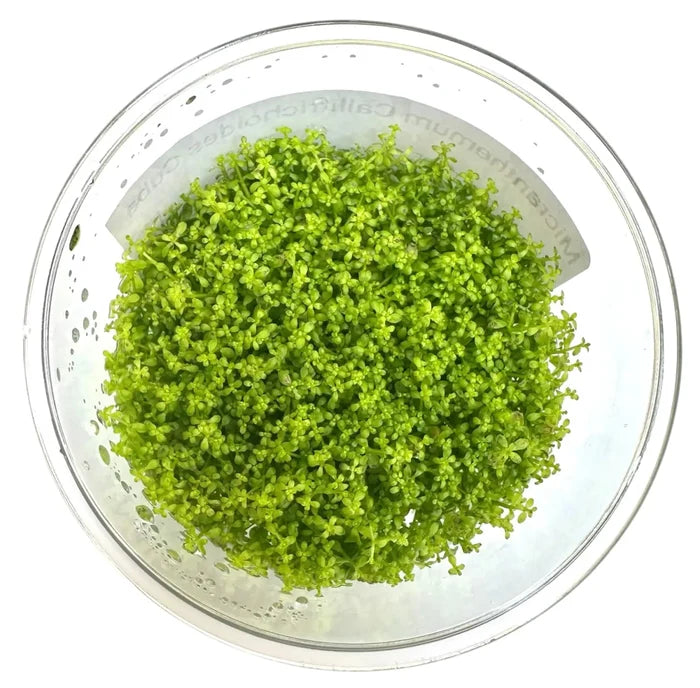 Dwarf Baby Tears tissue culture in clear glass bowl