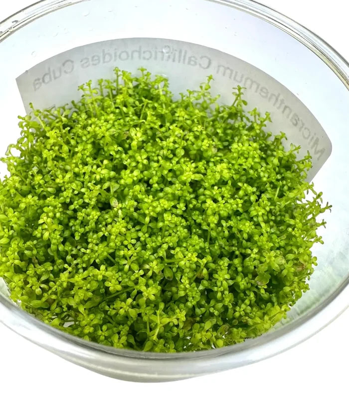 Vibrant green Micranthemum Cub in Dwarf Baby Tears Tissue Culture