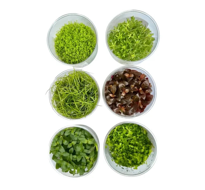Six clear glass bowls of Dwarf Baby Tears Tissue Culture aquatic plants