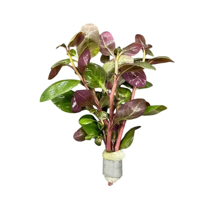 Dwarf Lobelia cardinalis bunch — live aquarium plant with purple-green leaves