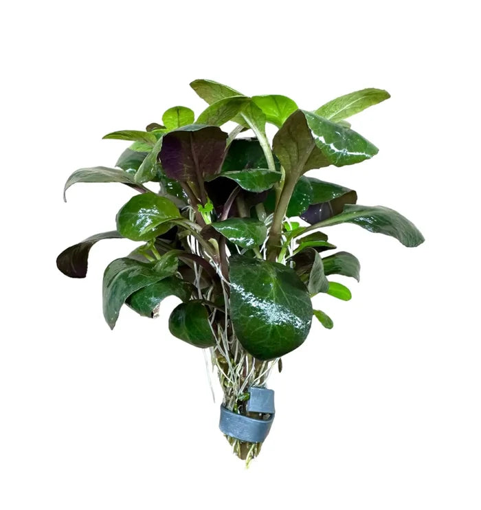 Dwarf Lobelia Cardinalis bunch: green leafy aquatic plant with blue rubber band roots for aquariums