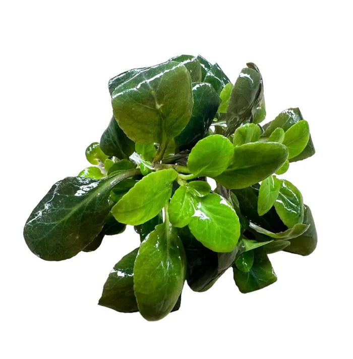 Dwarf Lobelia cardinalis — live aquarium plant bundle with fresh green leaves