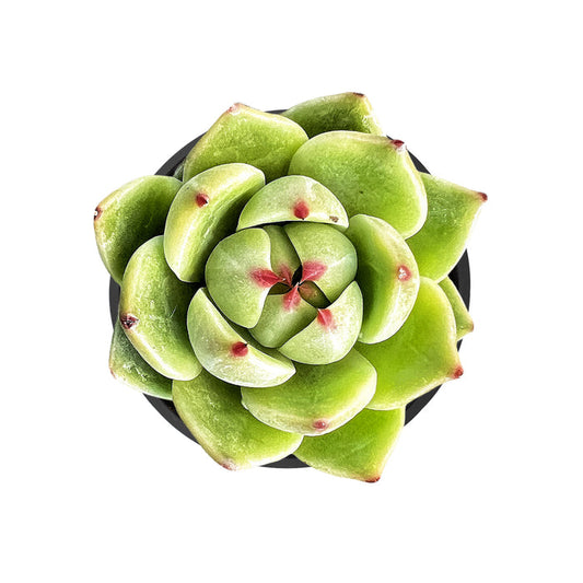 Echeveria Agavoides 'Blue Dragon'