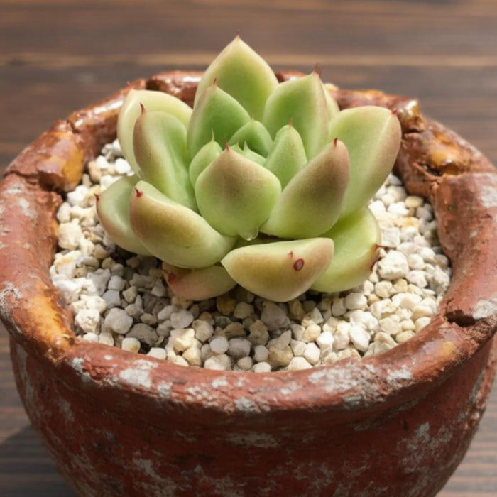 Echeveria agavoides 'Quartz'  / Echeveria 'Gold Quartz'