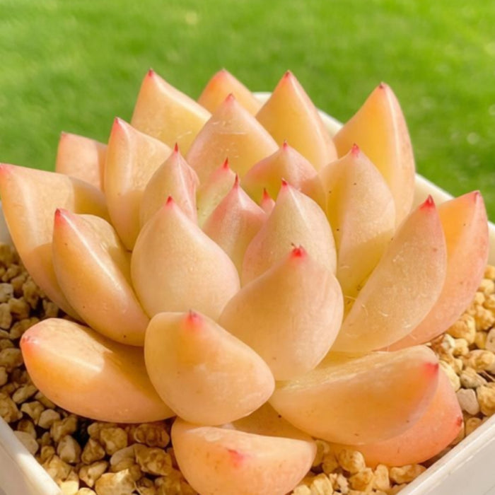 Echeveria agavoides 'Quartz'  / Echeveria 'Gold Quartz'