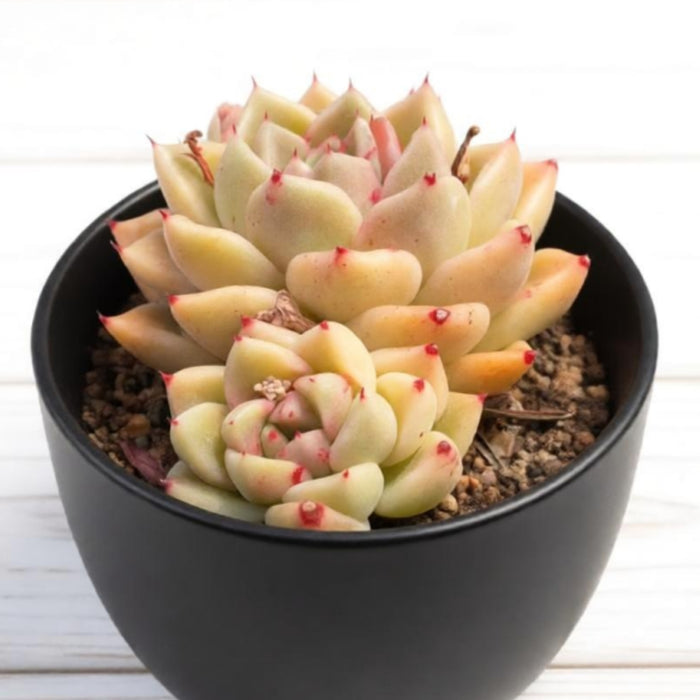 Echeveria agavoides 'Quartz'  / Echeveria 'Gold Quartz'