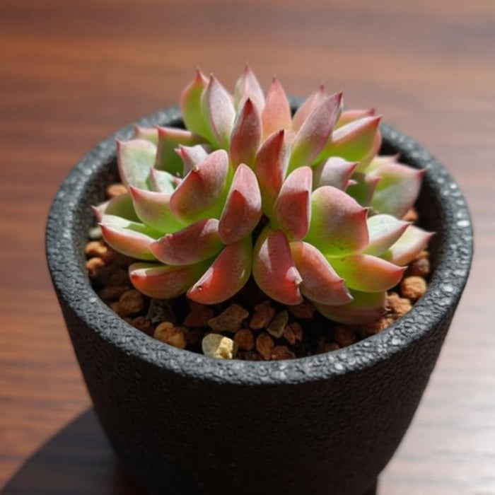 Echeveria Caroline