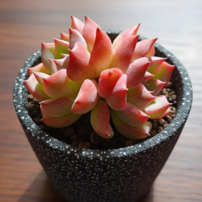 Echeveria Caroline