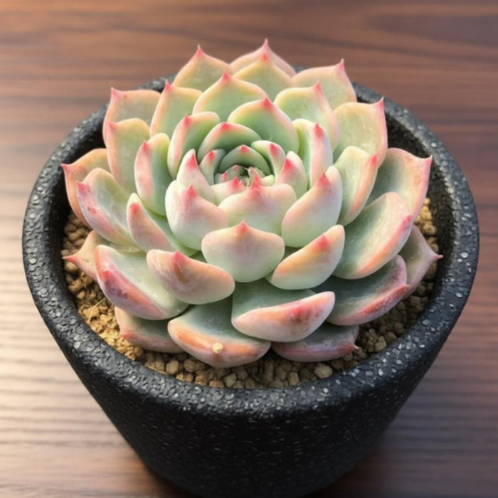 Echeveria Caroline