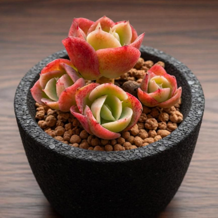 Echeveria Honey Melon