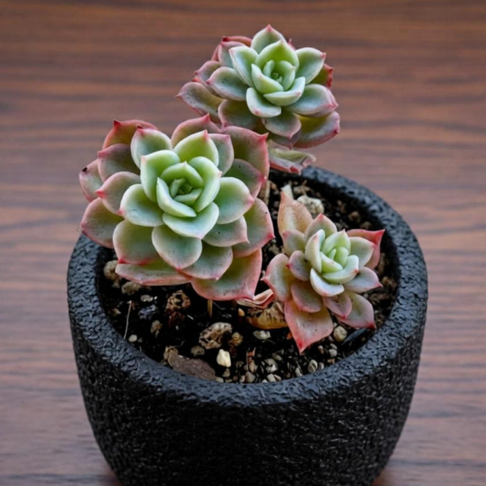 Echeveria Honey Melon