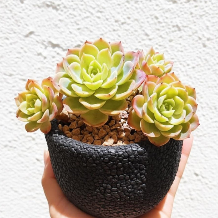 Echeveria Honey Melon