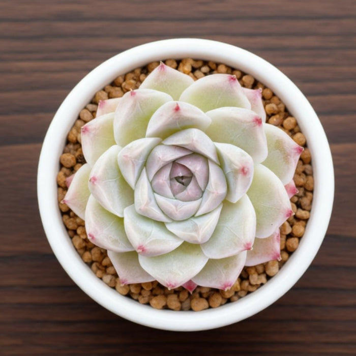 Echeveria 'White Queen'