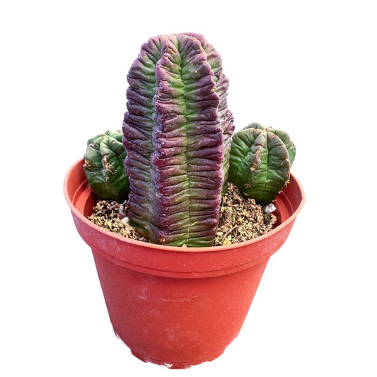Echinocereus viereckii subs. morricalii (4 inch)
