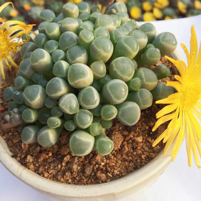 Fenestraria rhopalophylla / Baby Toes