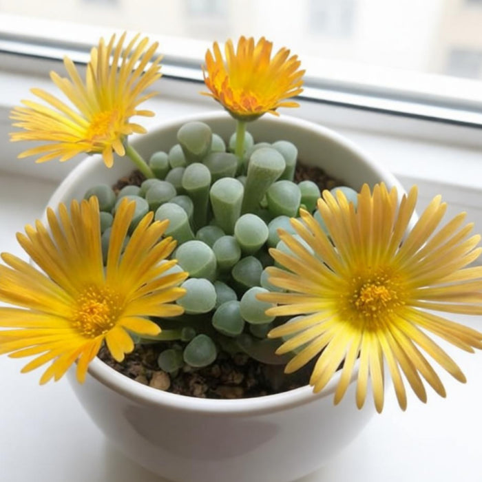 Fenestraria rhopalophylla / Baby Toes