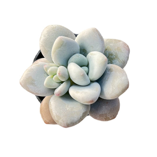 Graptosedum Miul