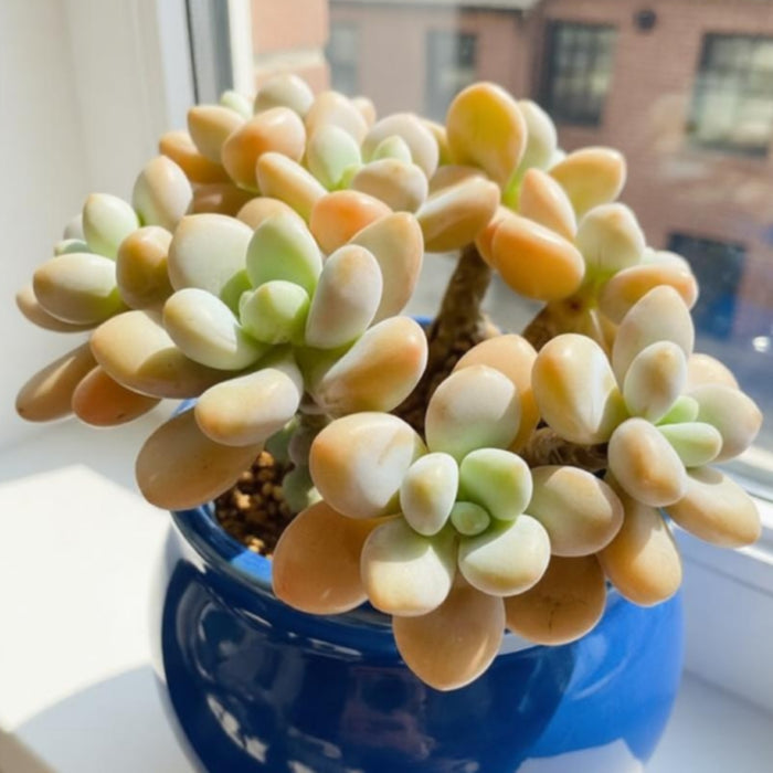 Graptosedum Miul