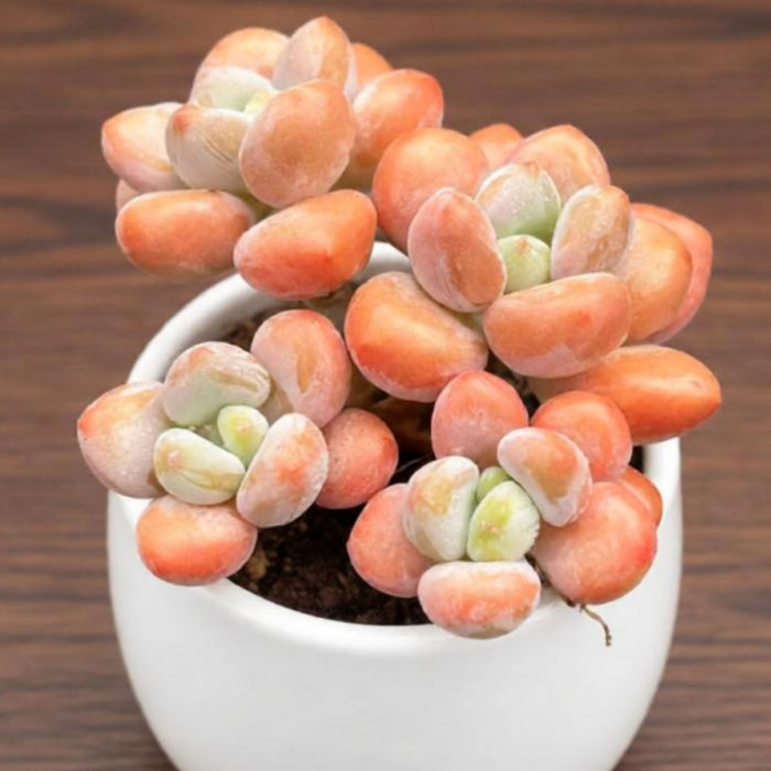 Graptosedum Miul