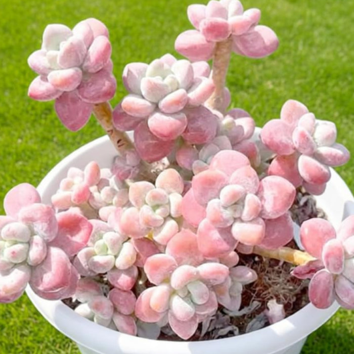 Graptosedum Miul