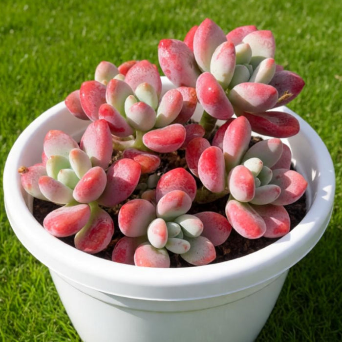Graptosedum Miul