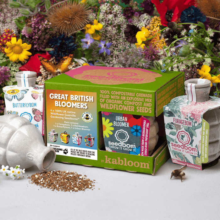 Great British Bloomers Seedbom Gift Box