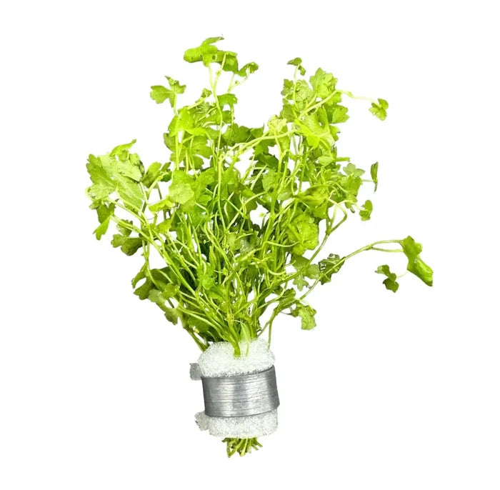 Fresh green Hydrocotyle Tripartita bunch tied with silver wire in white foam