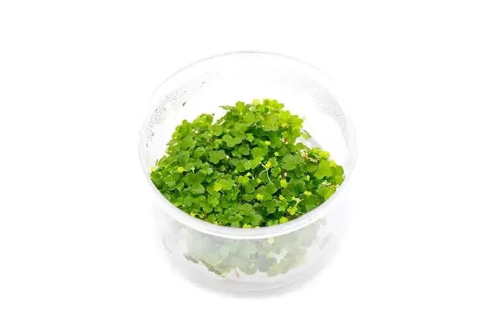 A clear plastic container with vibrant green hydrocotyle tripartita aquatic plants in uns tissue culture