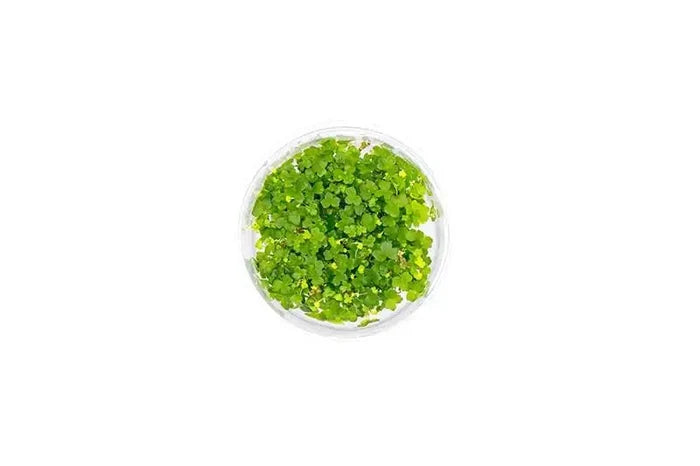 A vibrant green hydrocotyle tripartita uns tissue culture aquatic plant densely packed in a clear circular container