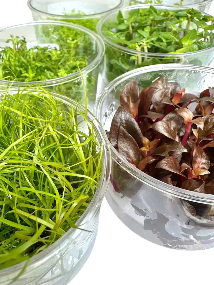 Clear glass bowls filled with vibrant green and deep red leafy hydrocotyle tripartita uns tissue culture plants