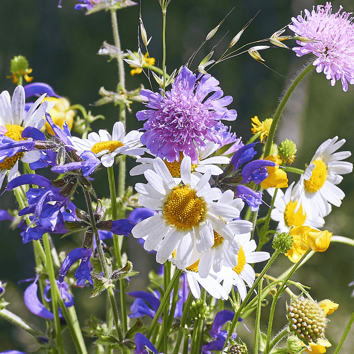 Loving Wildflower Wishes Flower Gift Set