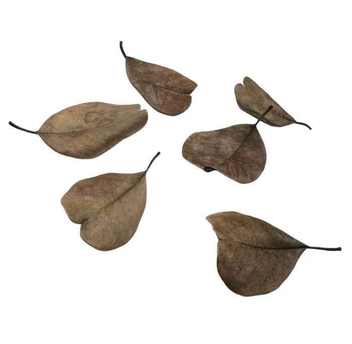 Palu Leaves — dried brown botanical leaves with dark stems, 20 pcs