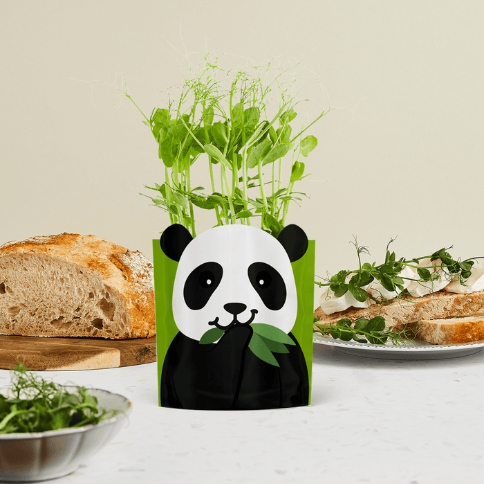 'Paul' Panda Growable Microgreen Greetings Card